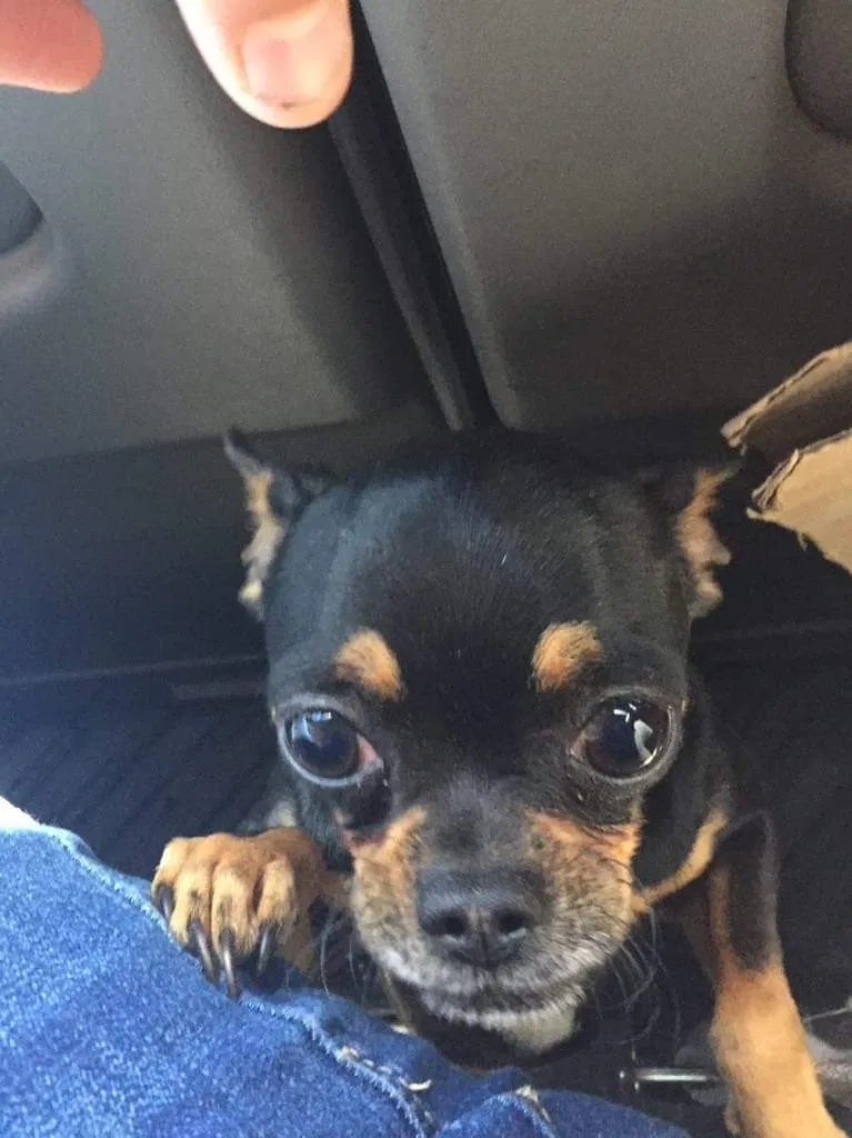 Lost dog in Daphne, AL, 36526