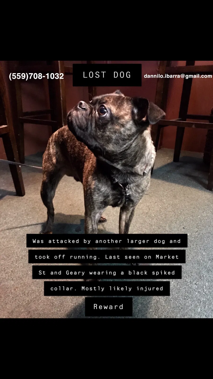 Lost dog in San Francisco, CA, 94123