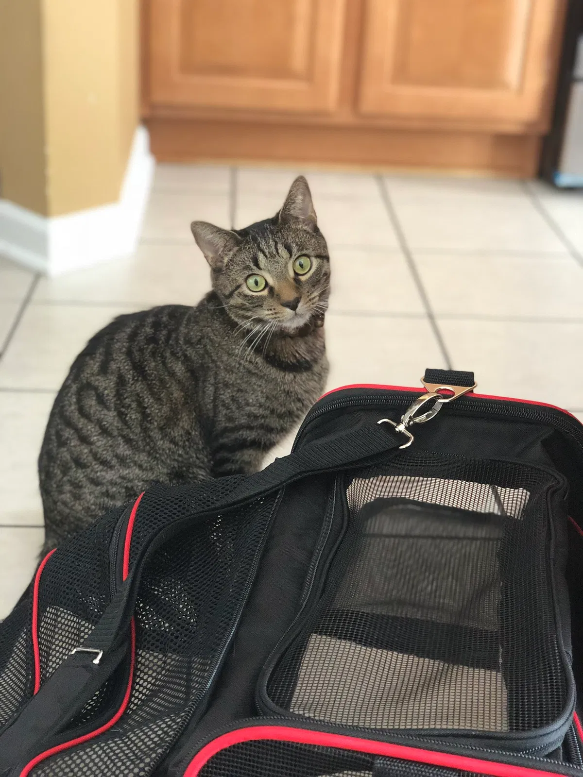 Lost cat in Baldwinsville, NY, 13027