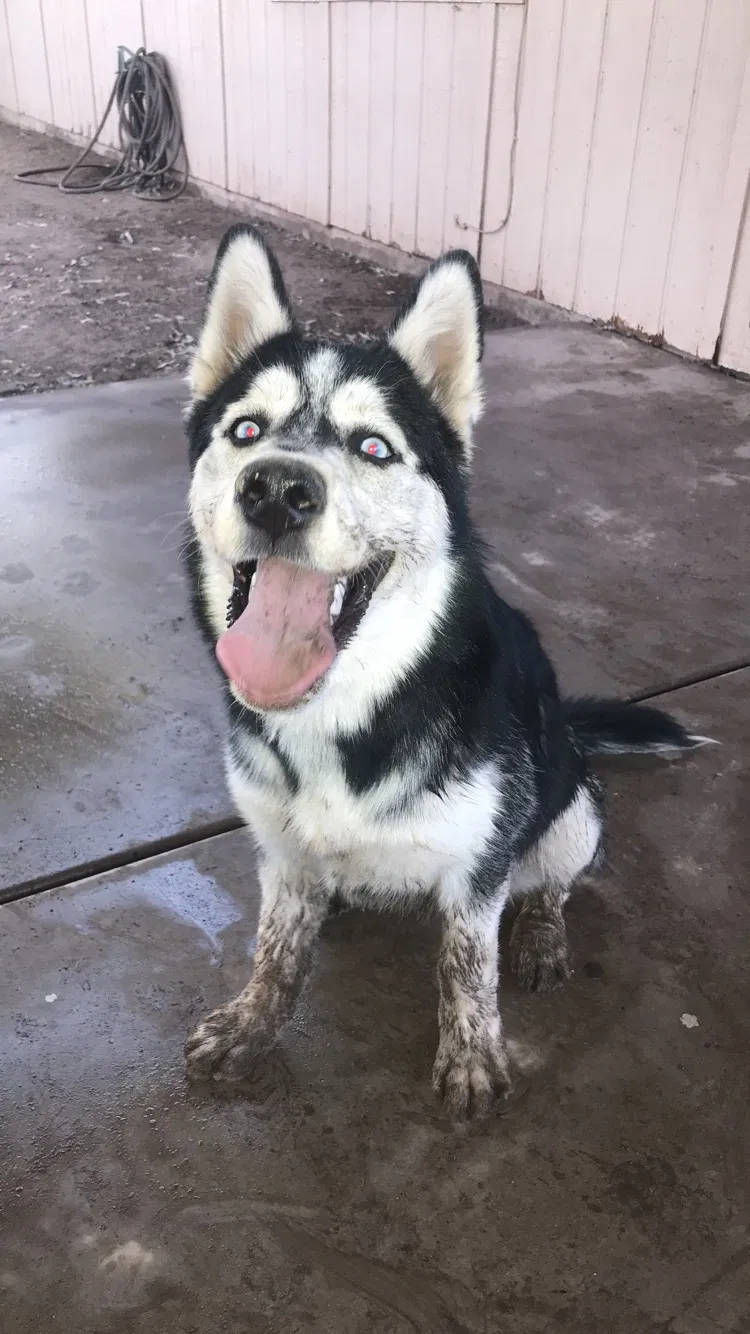 Lost dog in Tucson, AZ, 85746