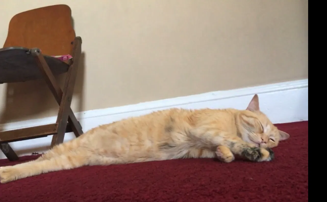Lost cat in Elyria, OH, 44035
