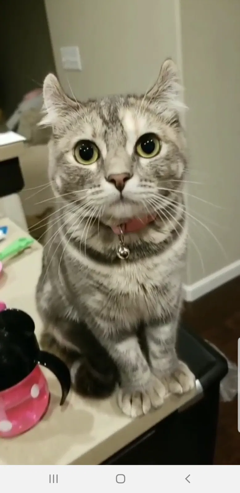 Lost cat in Bremerton, WA, 98312