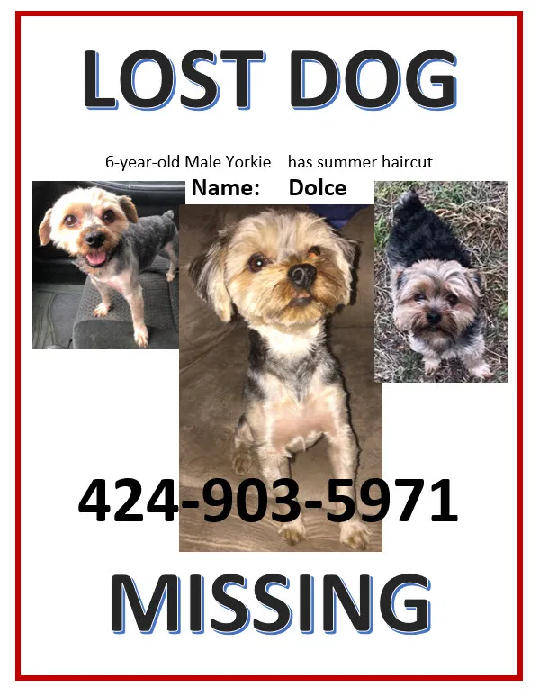 Lost dog in Compton, CA, 90220