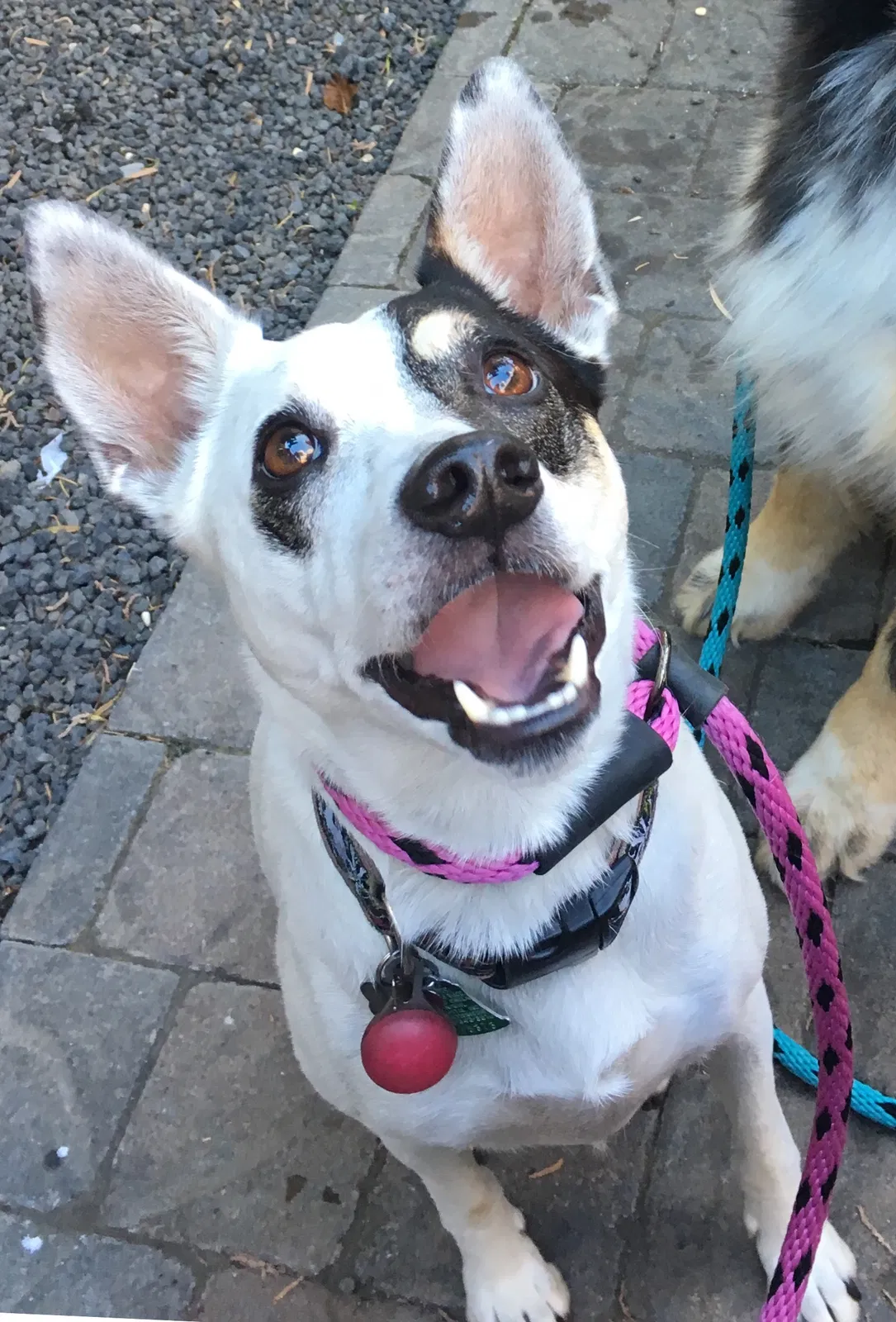 Lost dog in Eaton, CO, 80615