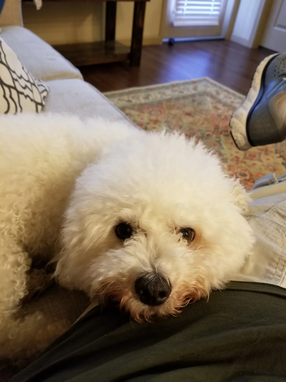 Lost dog in Fort Worth, TX, 76110