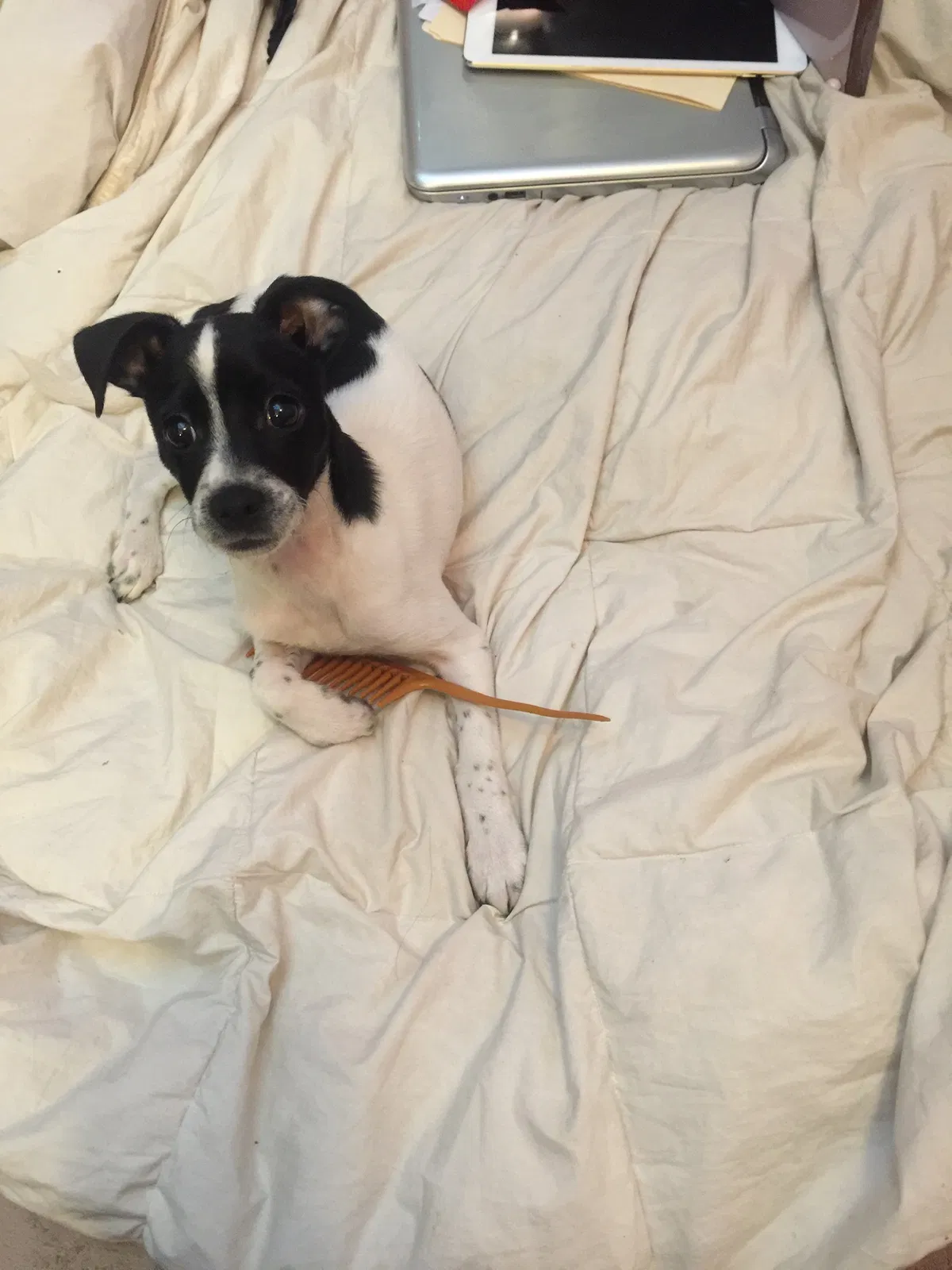 Lost dog in Washington, DC, 20003