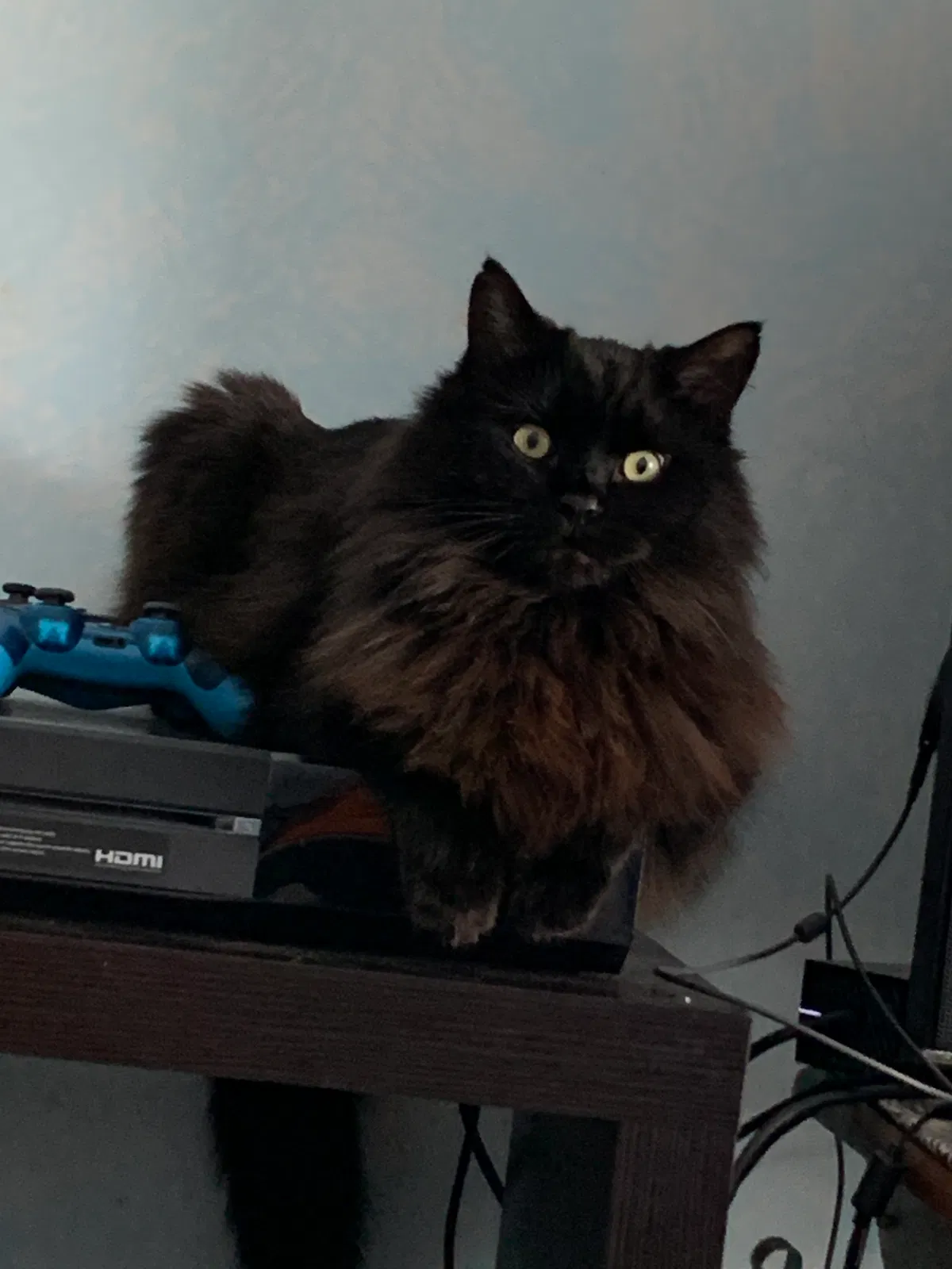 Lost cat in Whitehouse, OH, 43571