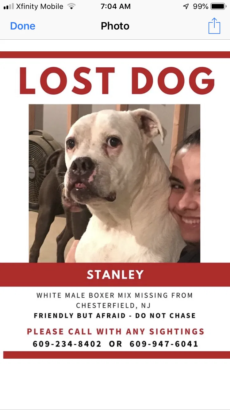 Lost dog in Chesterfield, NJ, 8515