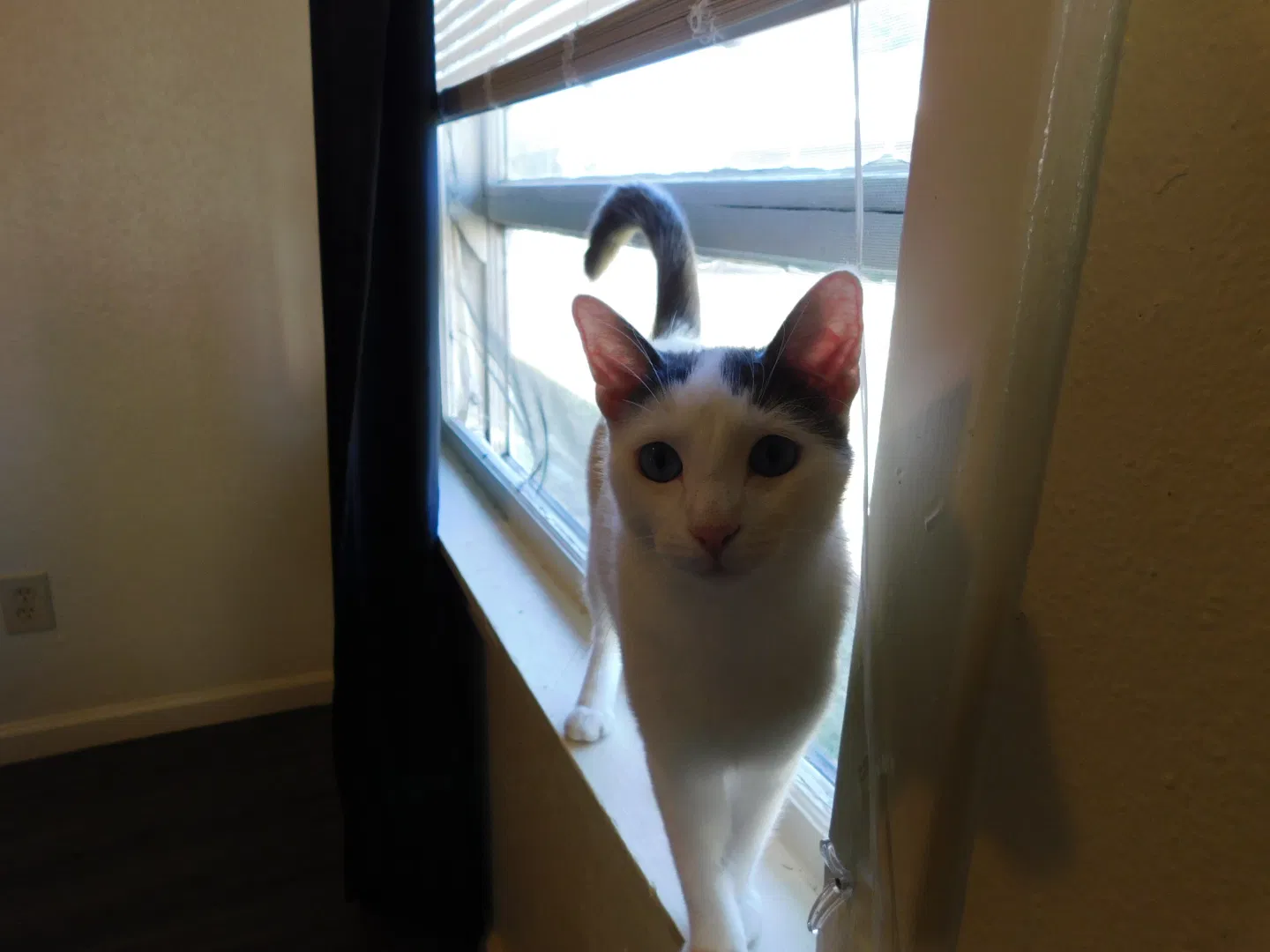 Lost cat in Corpus Christi, TX, 78411