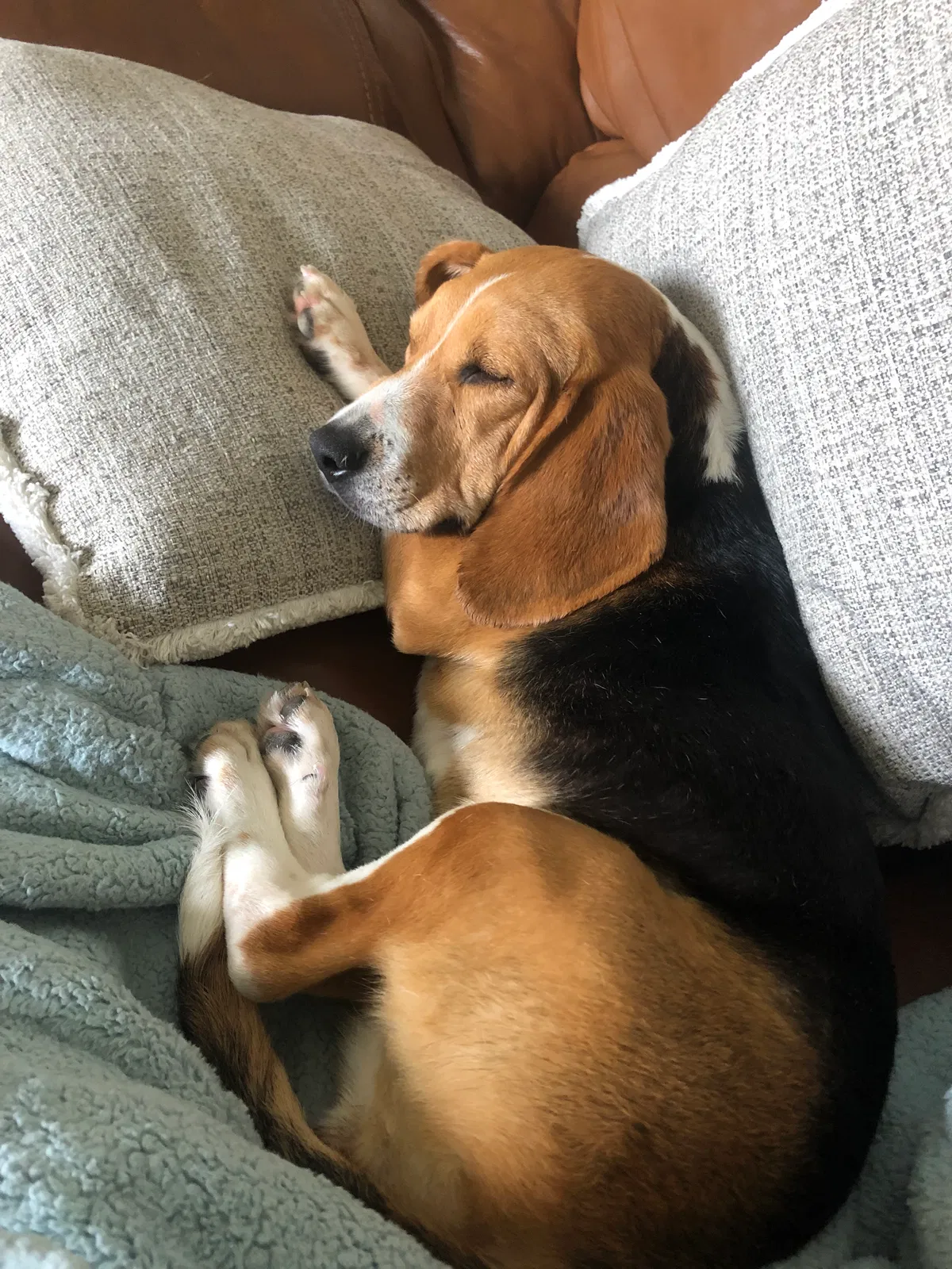 Lost dog in Maumelle, AR, 72113