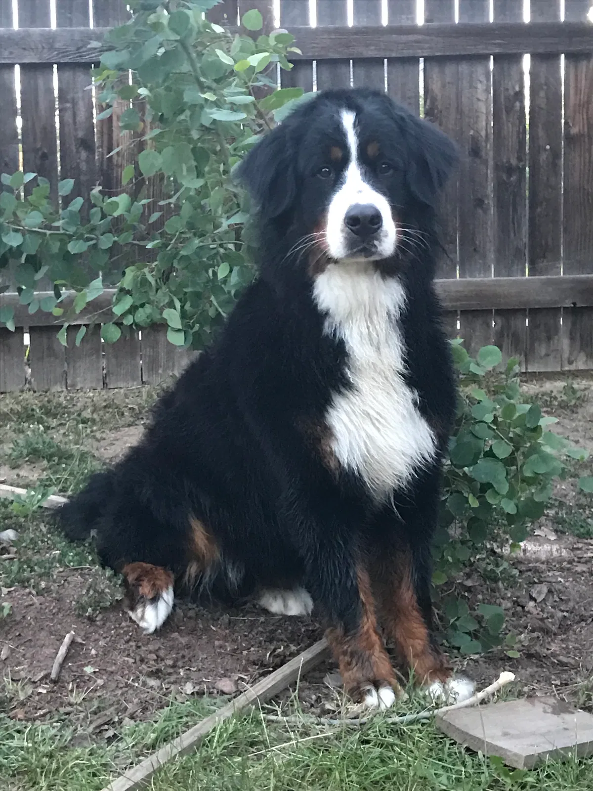 Lost dog in Almont, CO, 81210