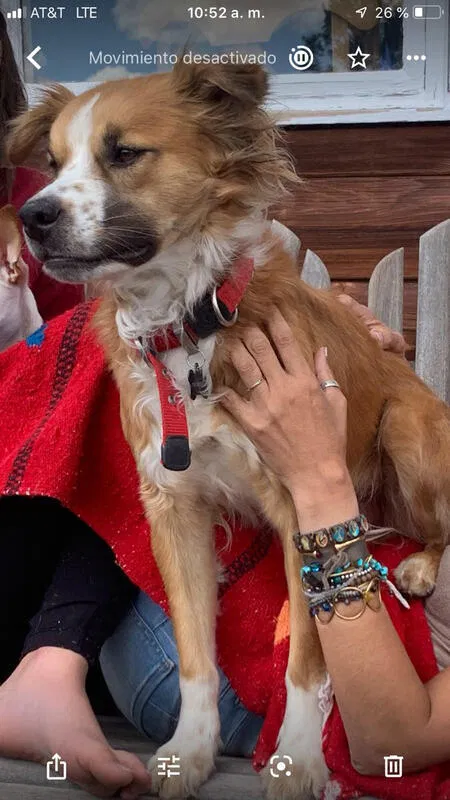 Lost dog in Boulder, CO, 80302