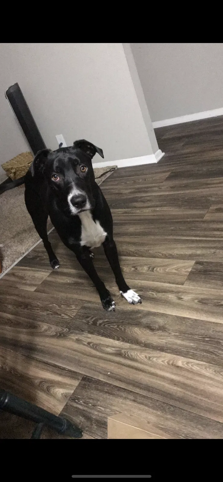 Lost dog in Charleston, SC, 29407