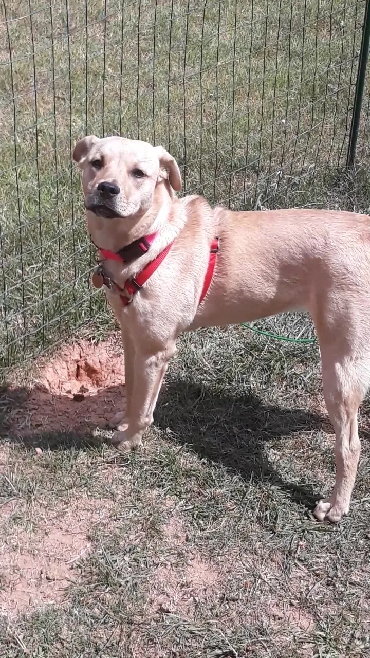 Lost dog in Cleveland, GA, 30528