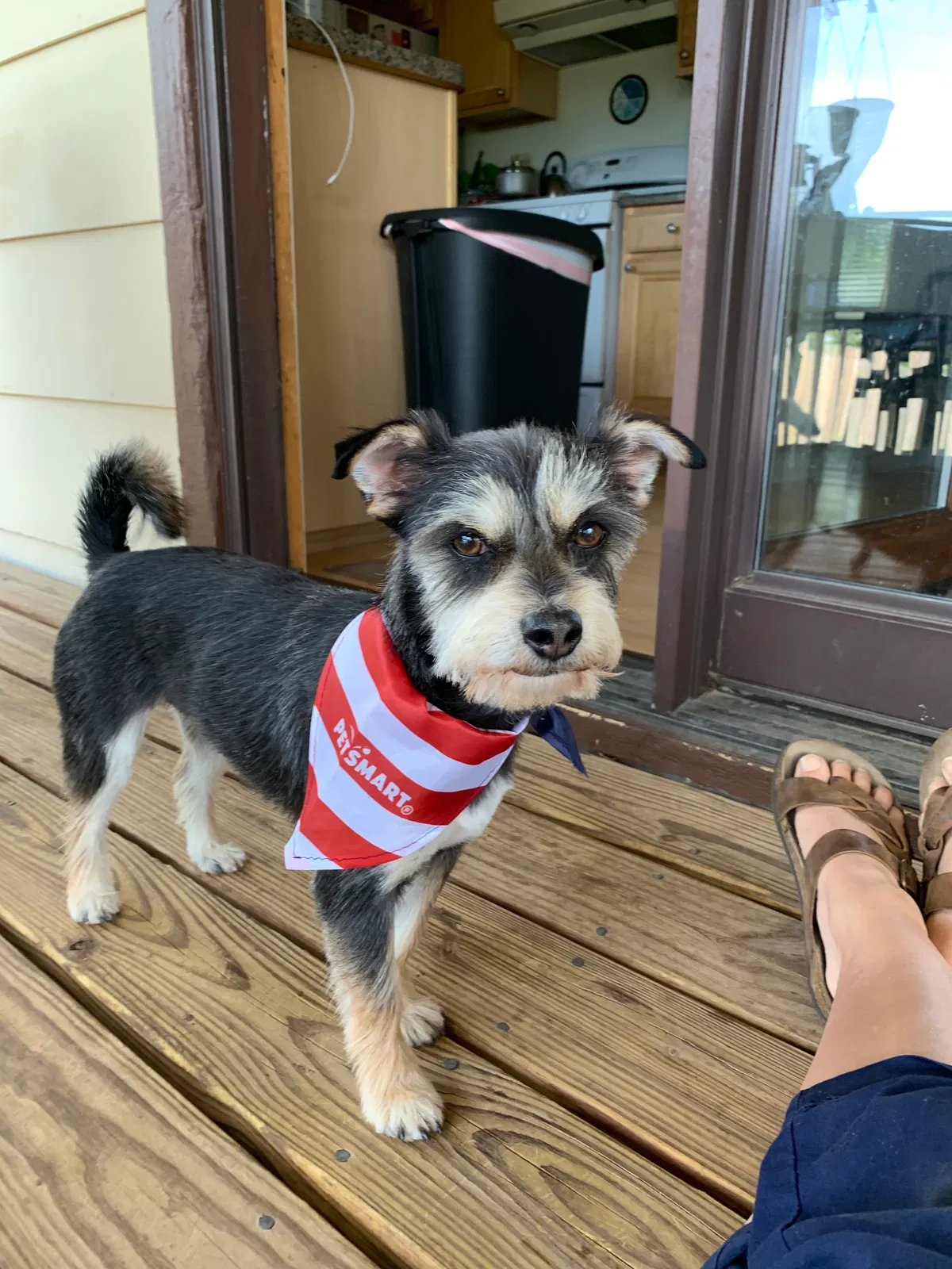 Lost dog in Colorado Springs, CO, 80922