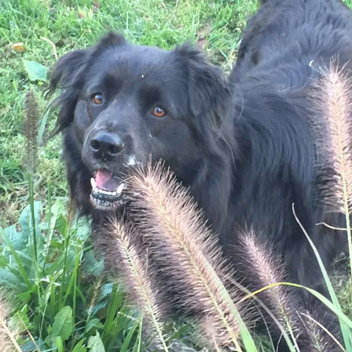 Lost dog in Hanover Park, IL, 60133