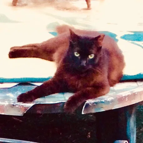 Lost cat in Hixson, TN, 37343