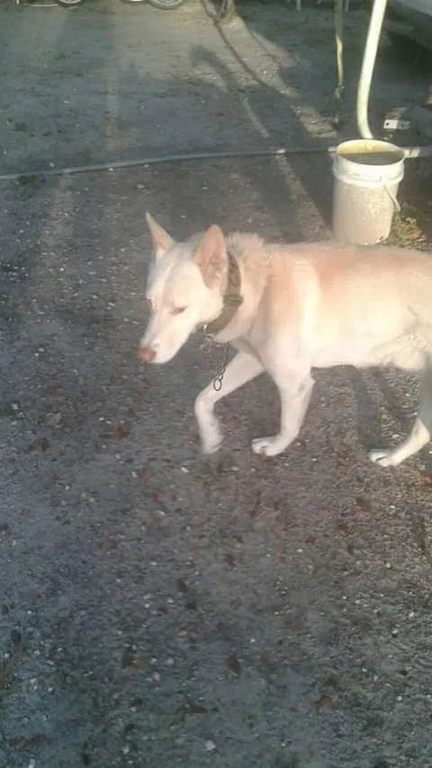 Lost dog in Jacksonville, FL, 32220