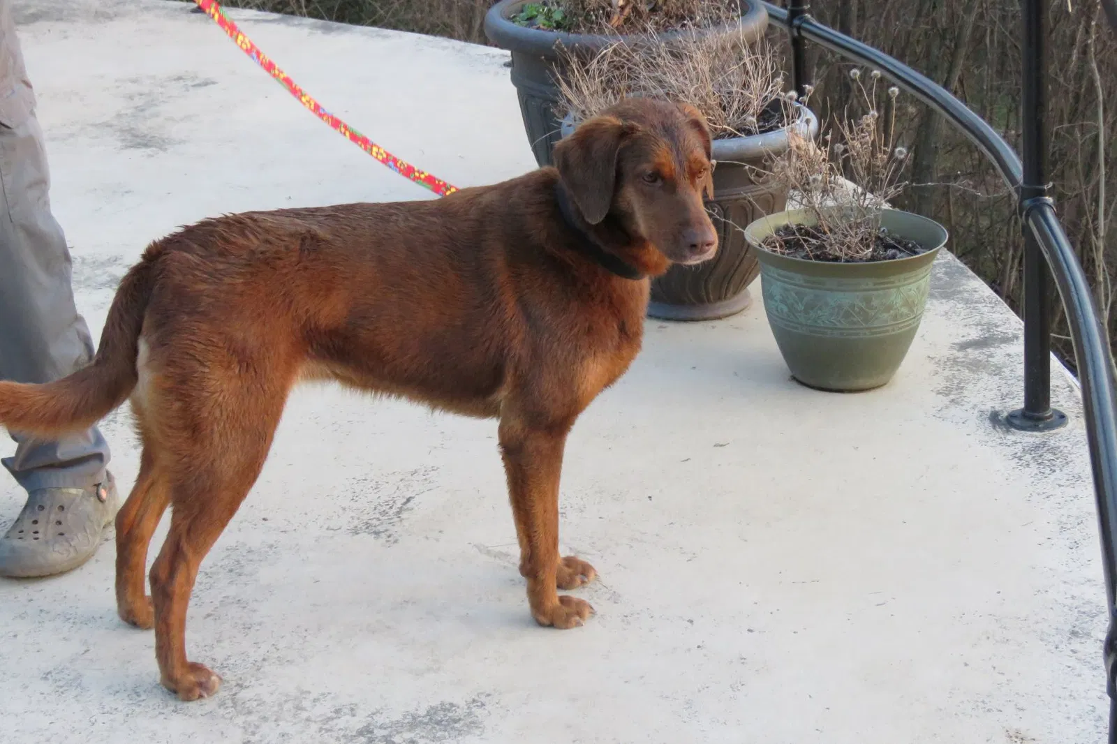 Lost dog in Waynesboro, VA, 22980
