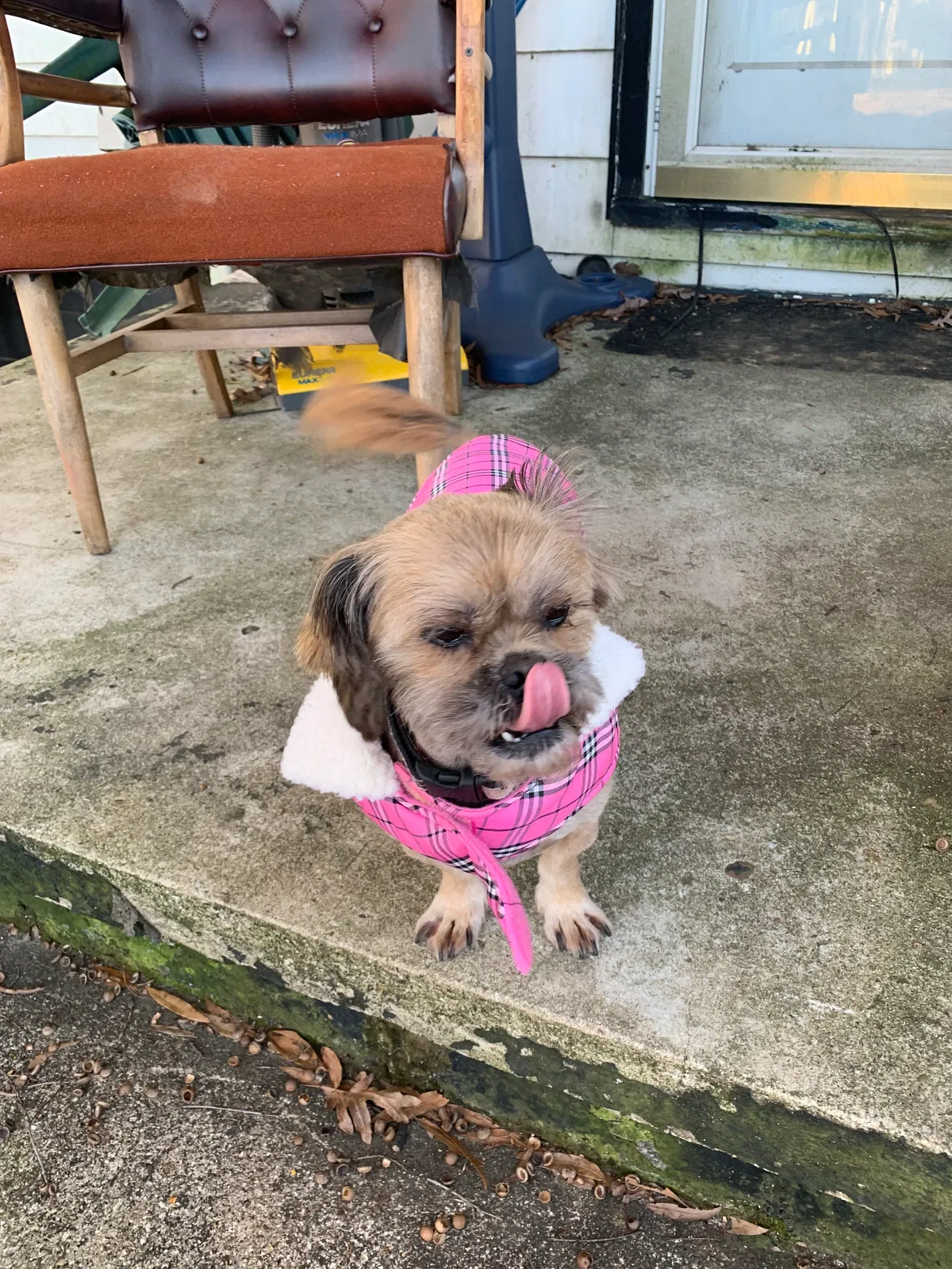 Lost dog in Richmond, VA, 23234