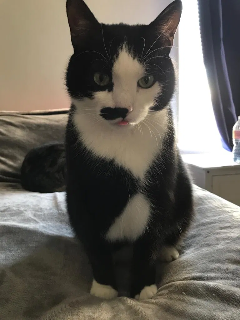 Lost cat in Los Angeles, CA, 90024