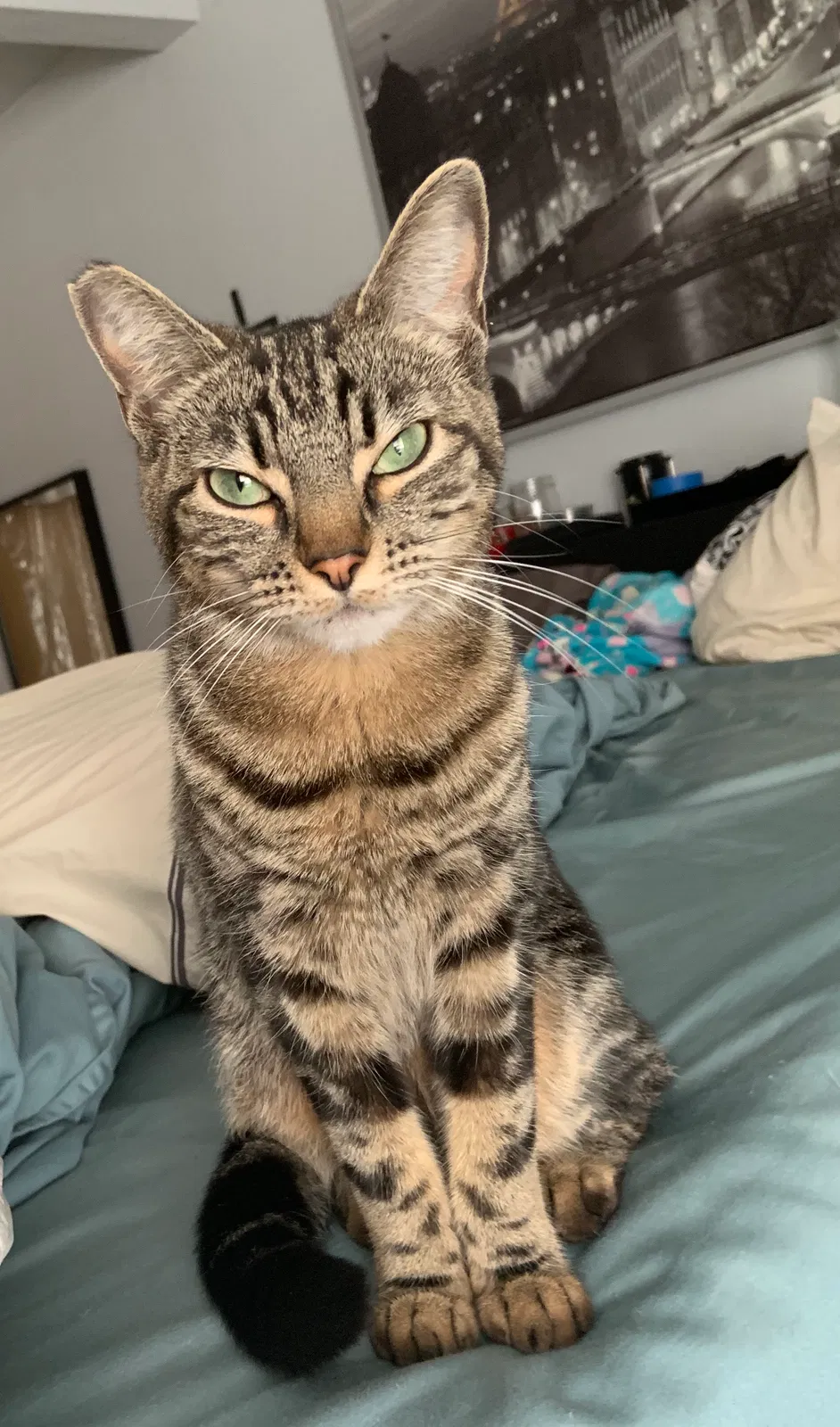 Lost cat in Oregon City, OR, 97045