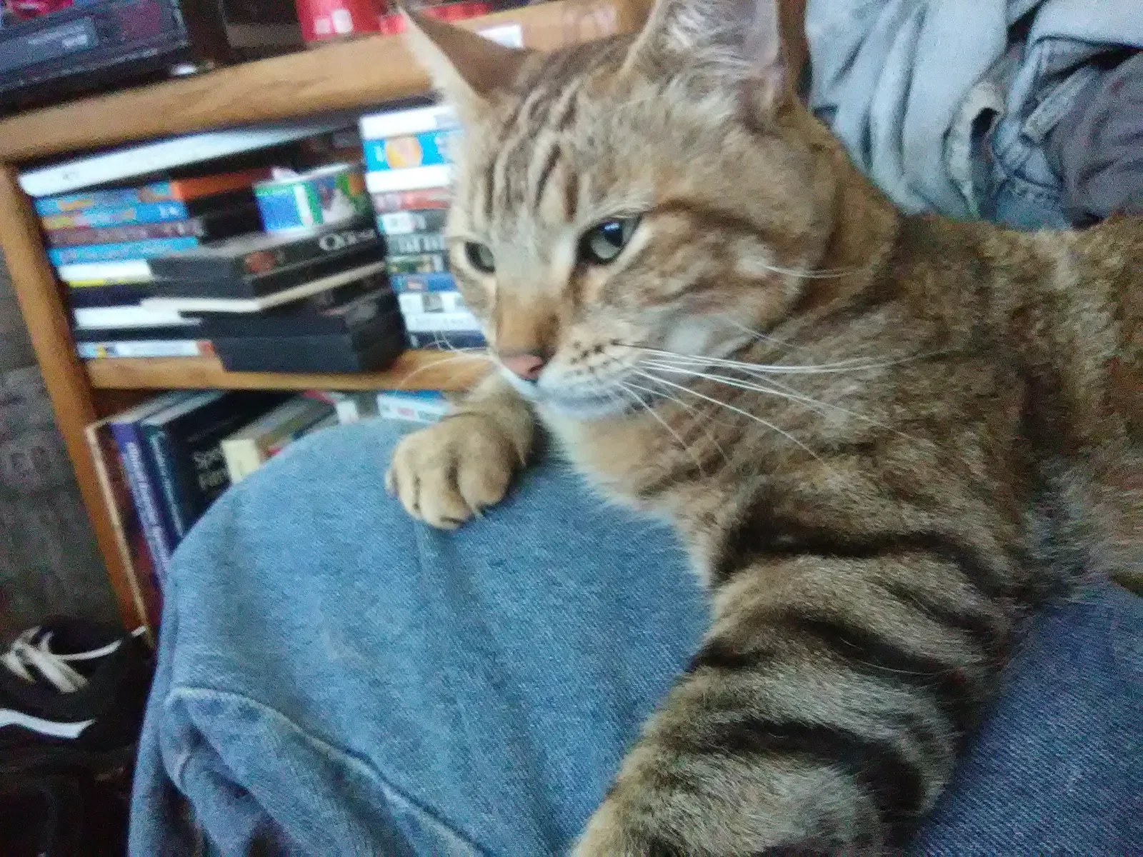 Lost cat in Phoenix, AZ, 85086
