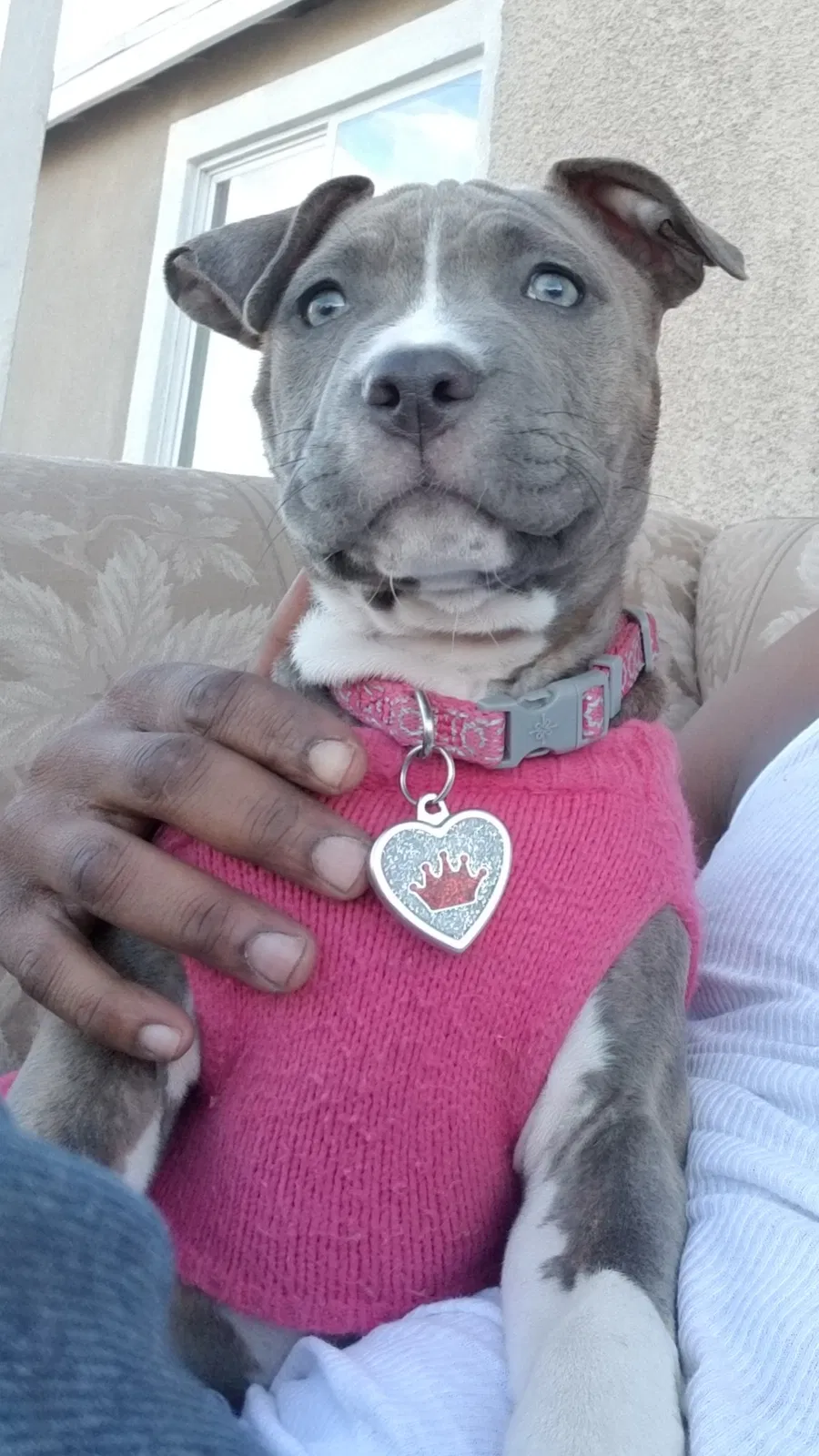 Lost dog in Las Vegas, NV, 89101