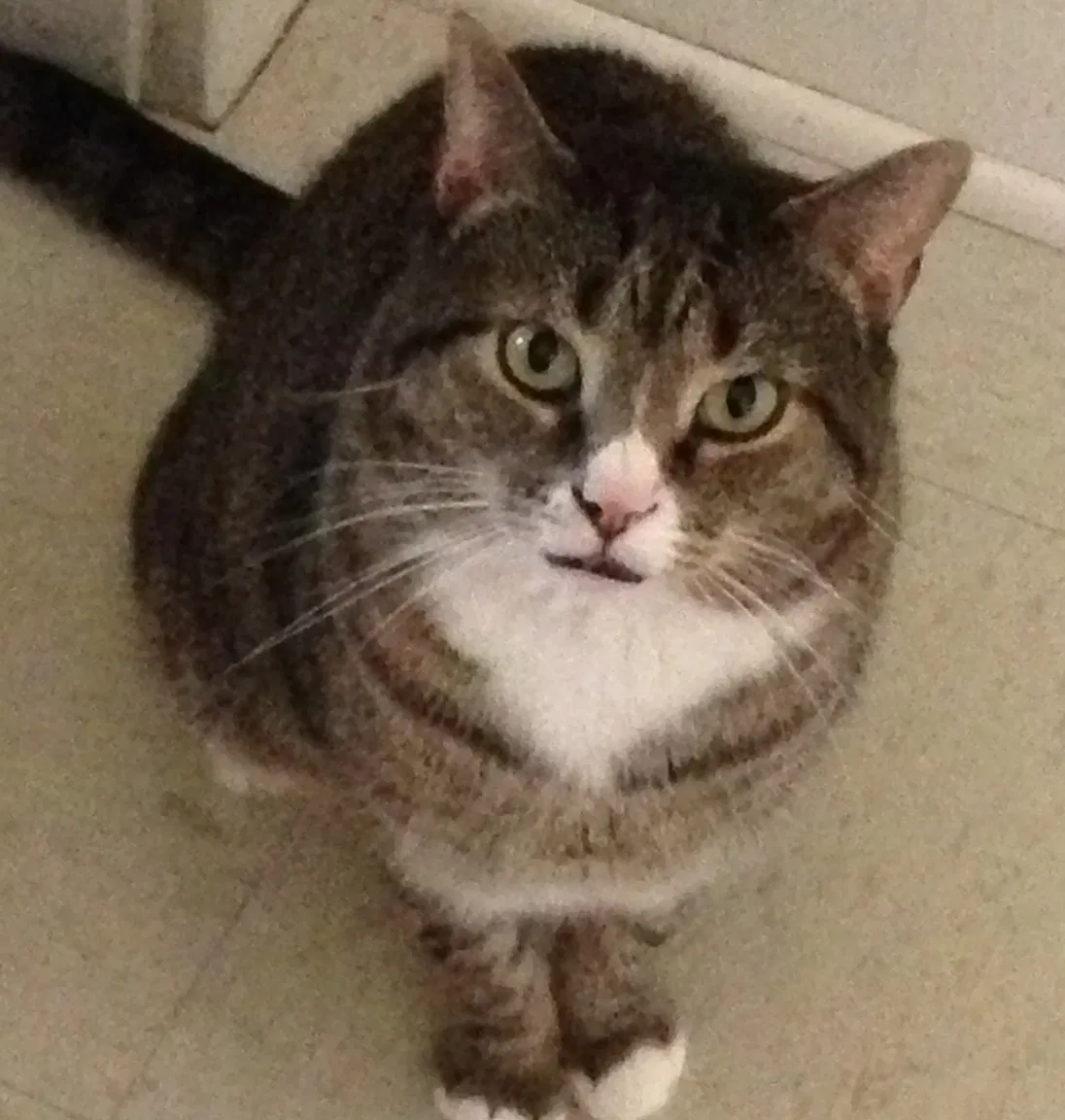Lost cat in Holyoke, MA, 1040