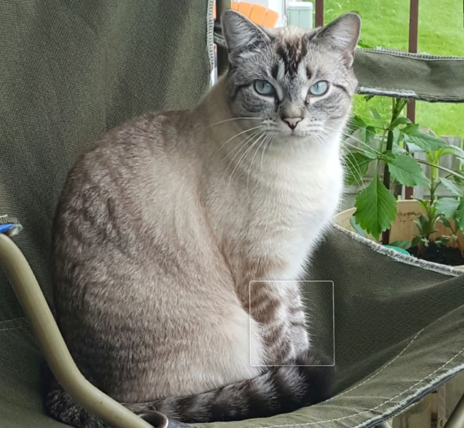 Lost cat in Whitmore Lake, MI, 48189
