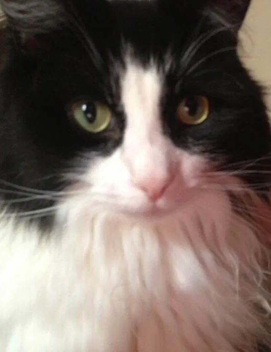 Lost cat in Dorchester Center, MA, 2124