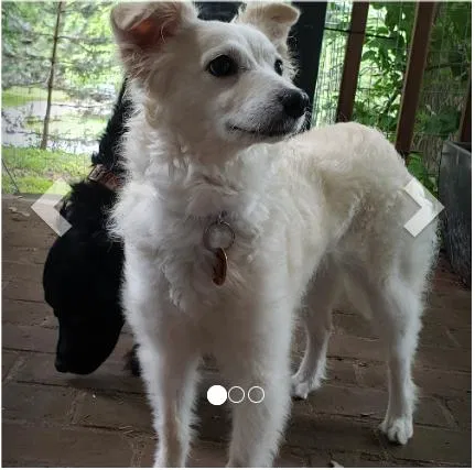 Lost dog in Columbia, PA, 17512