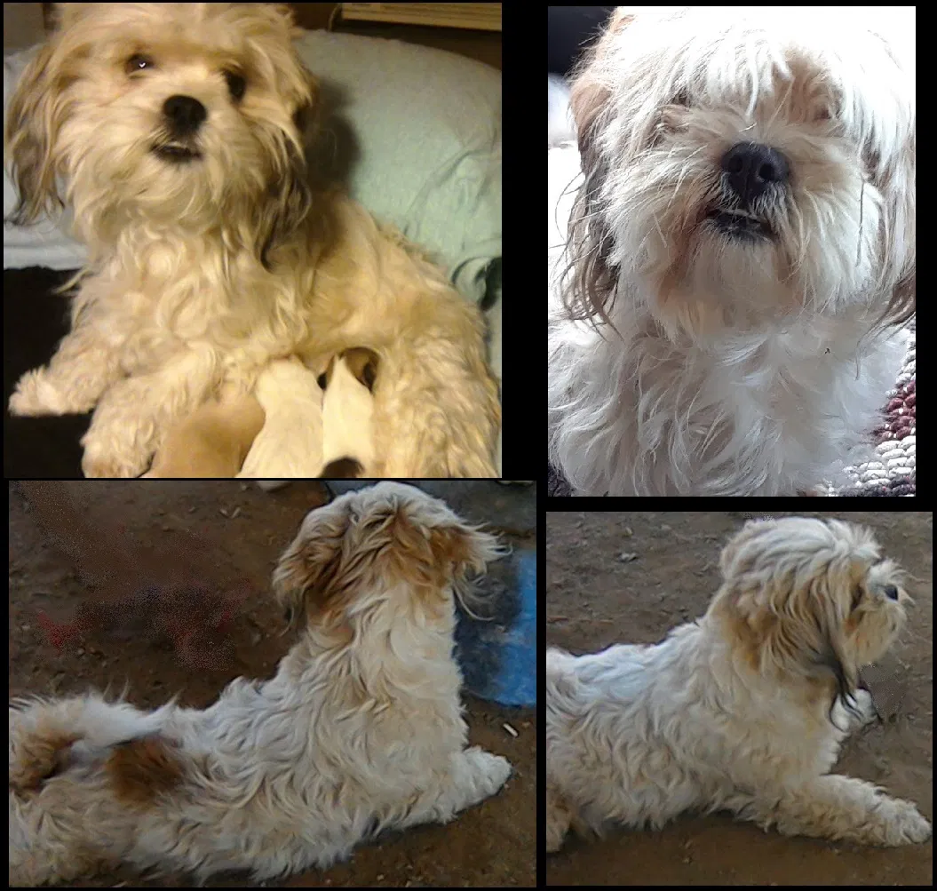 Lost dog in Riverside, CA, 92509