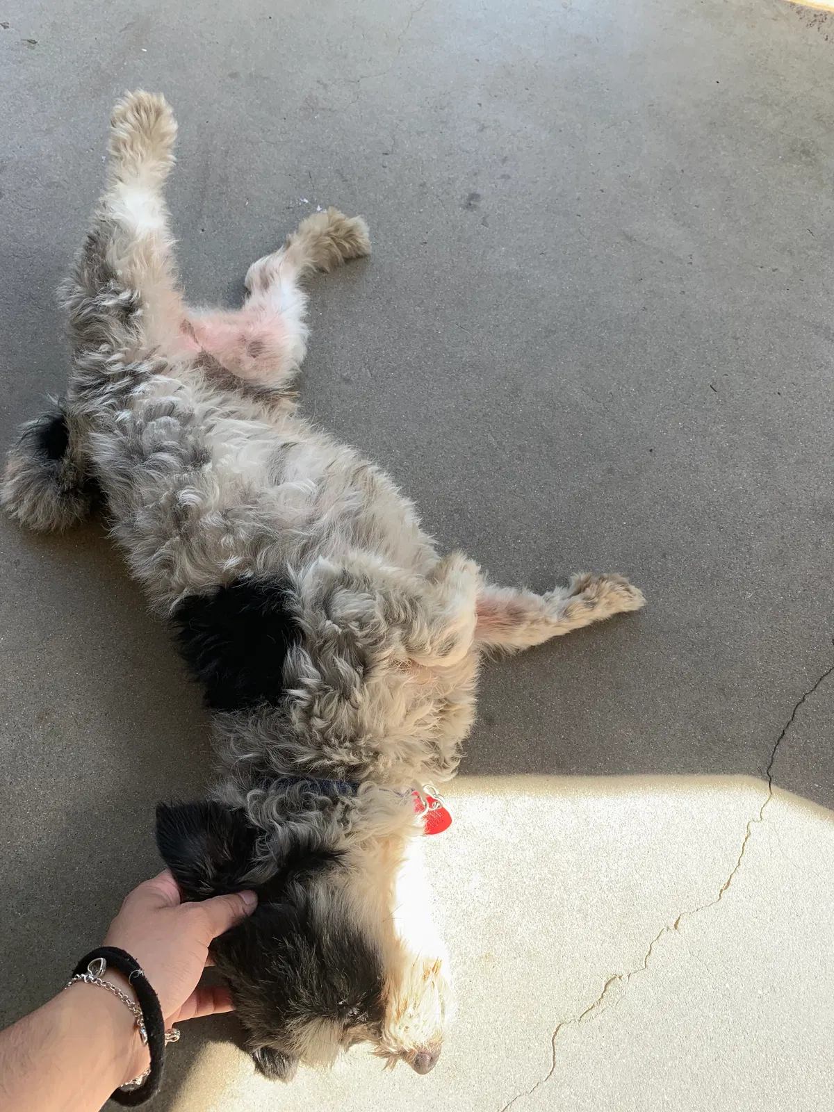 Found dog in Los Angeles, CA, 90063