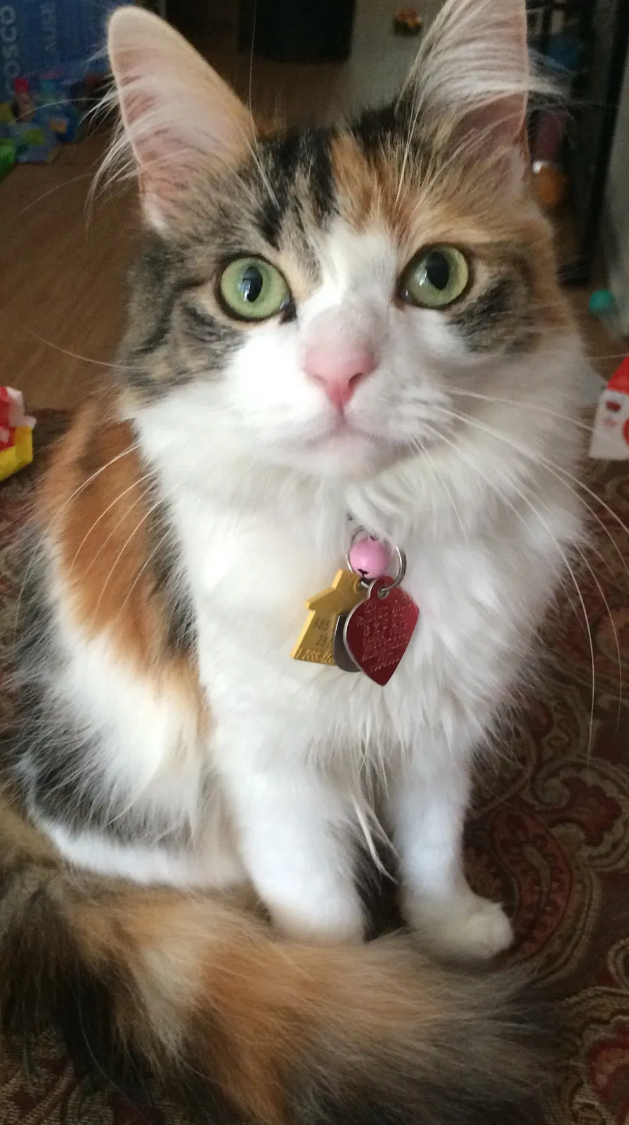 Lost cat in Leland, NC, 28451
