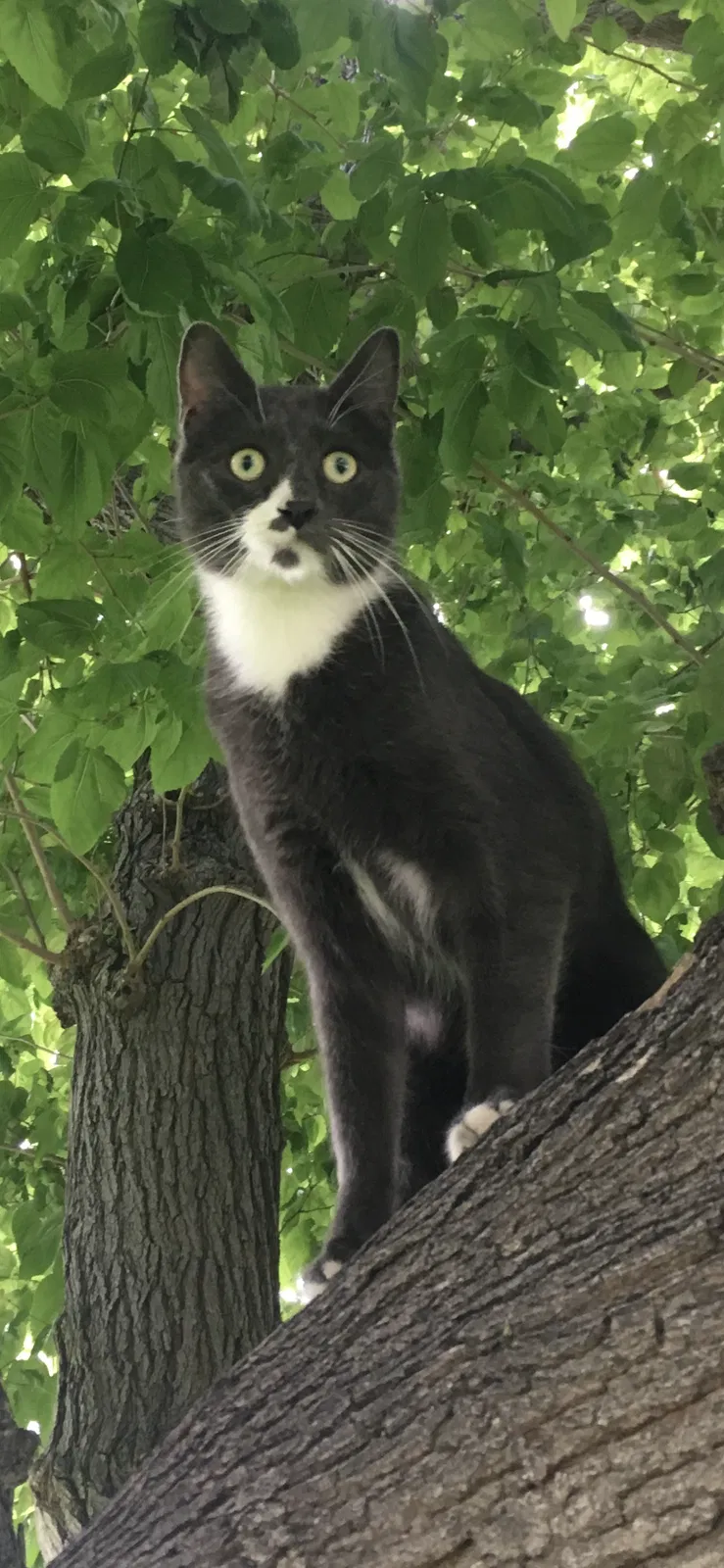 Lost cat in Reseda, CA, 91335