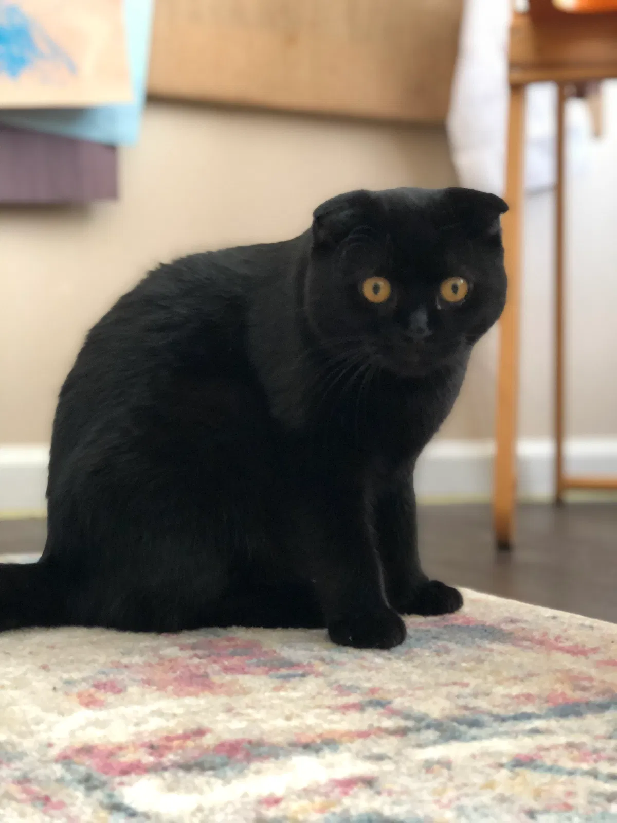 Lost cat in Kingsland, GA, 31548