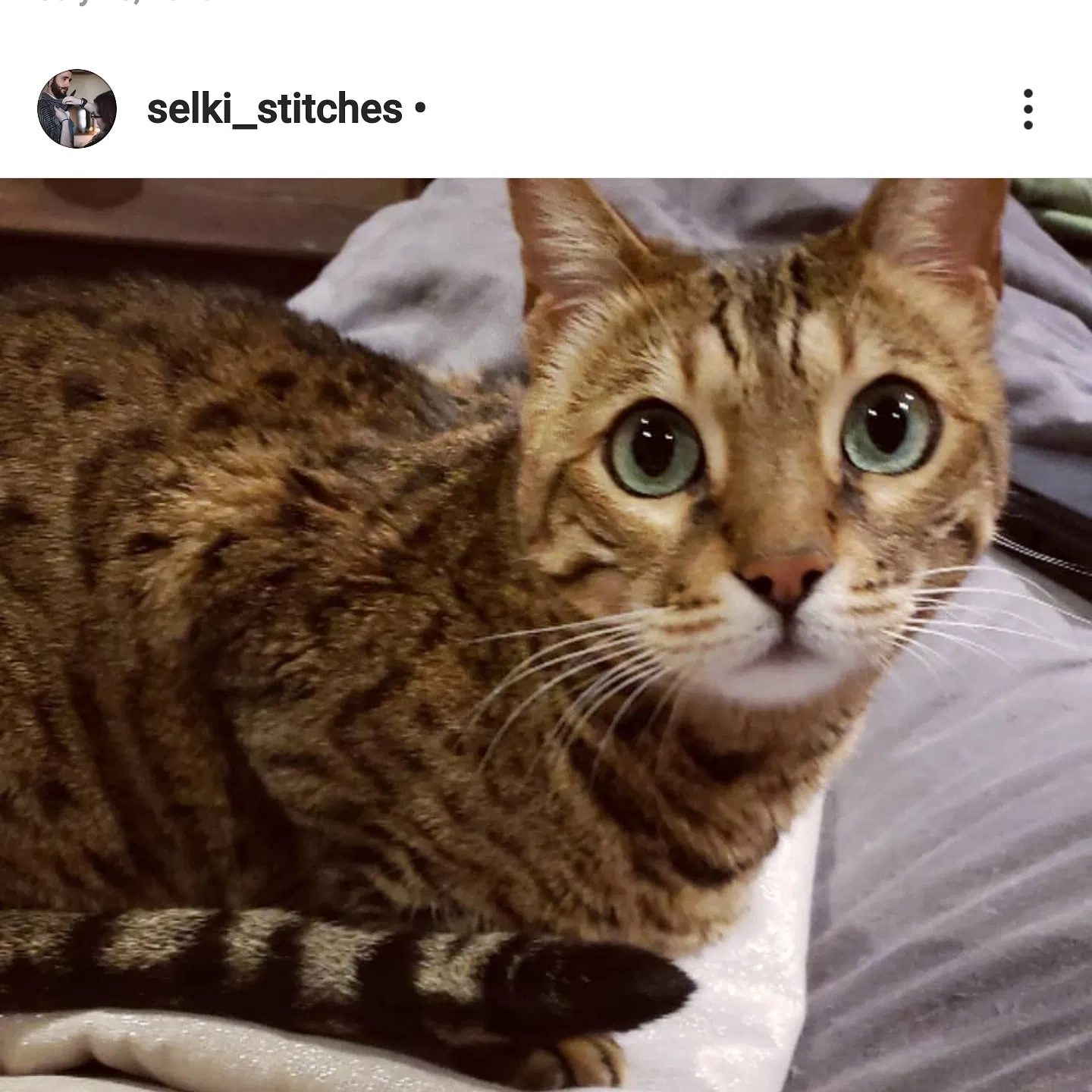 Lost cat in Ventura, CA, 93003