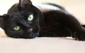 Lost cat in Duluth, GA, 30098