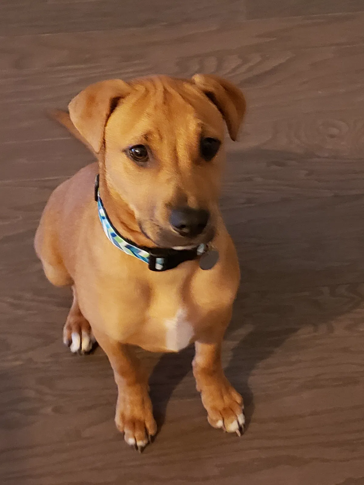 Lost dog in Canton, GA, 30114