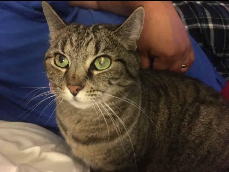 Lost cat in Mooresville, NC, 28117