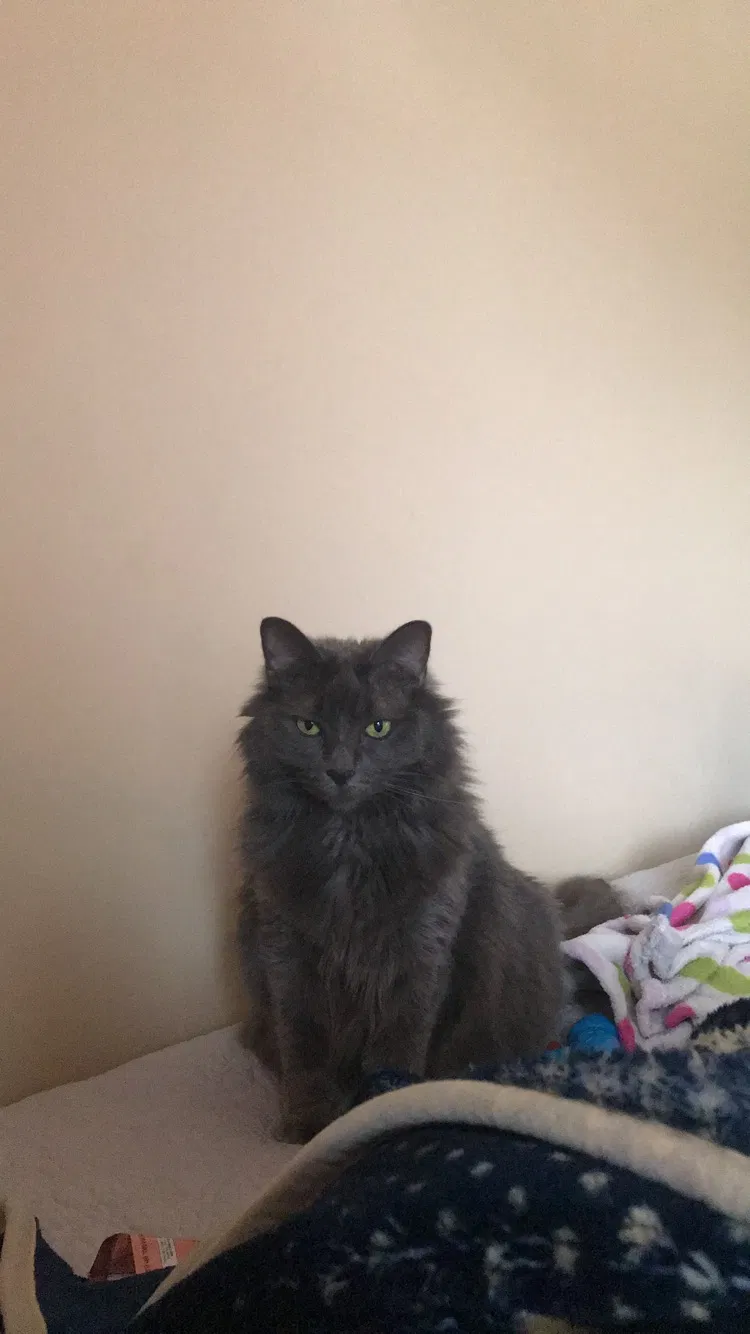 Lost cat in Loganville, GA, 30052