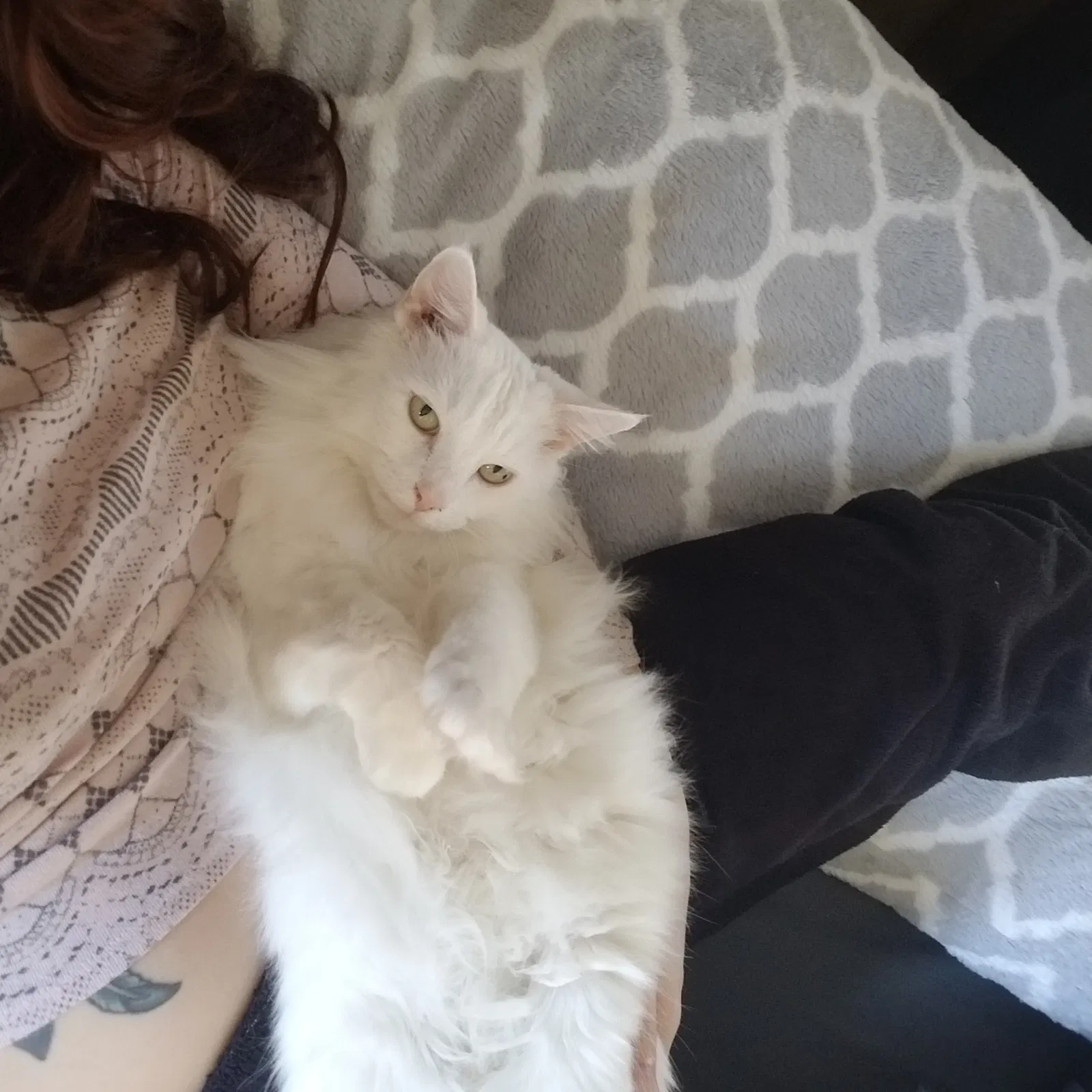 Lost cat in Dallas, GA, 30157