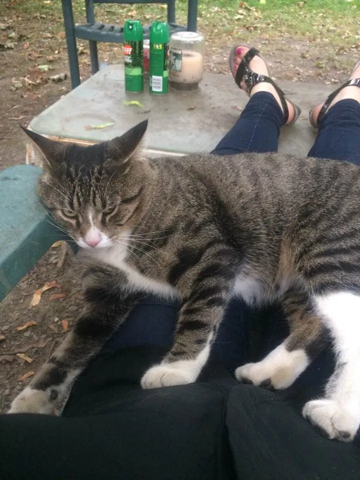 Lost cat in Baldwinsville, NY, 13027