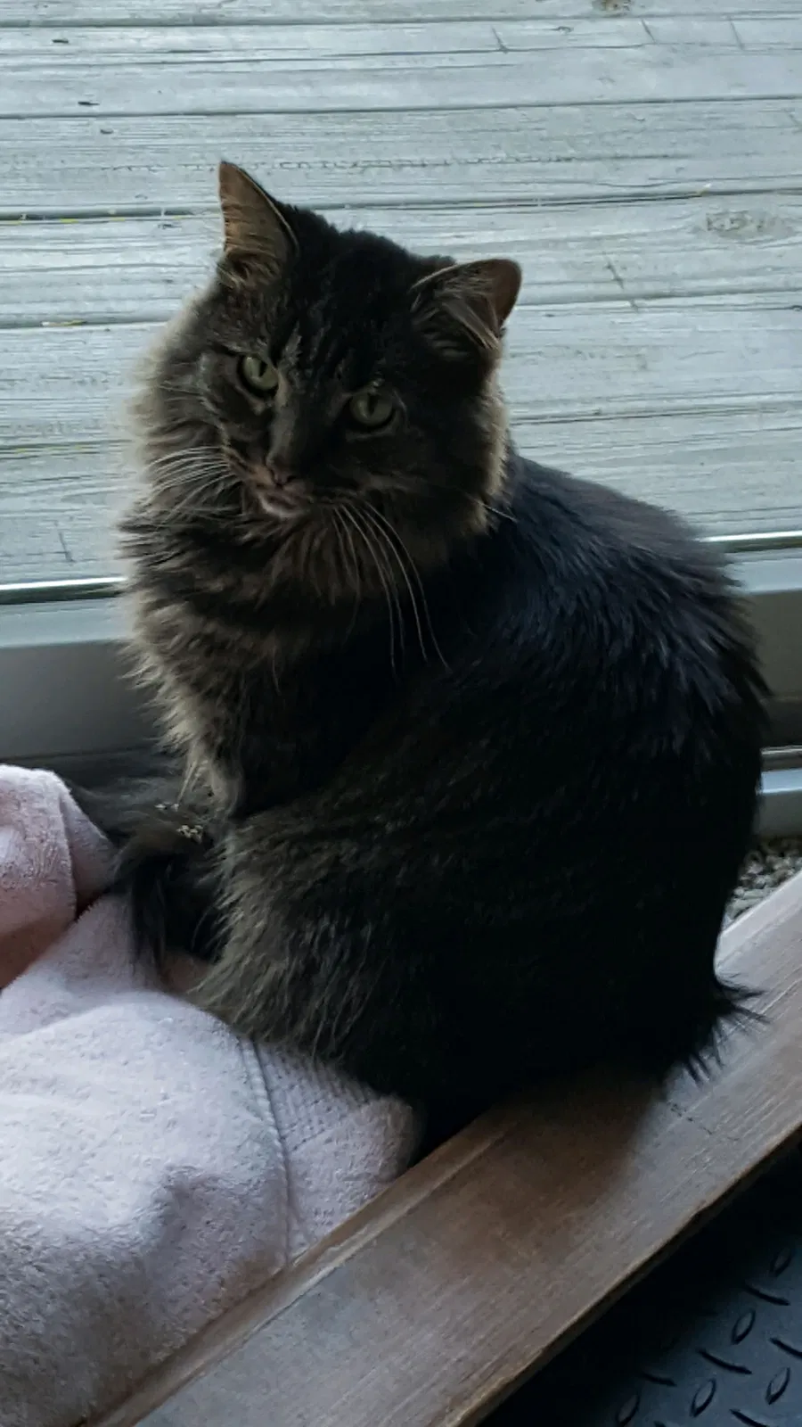 Lost cat in Pittsburgh, PA, 15237