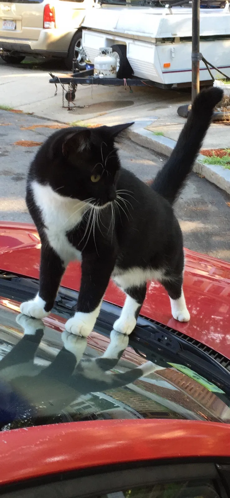Lost cat in Hyde Park, MA, 2136
