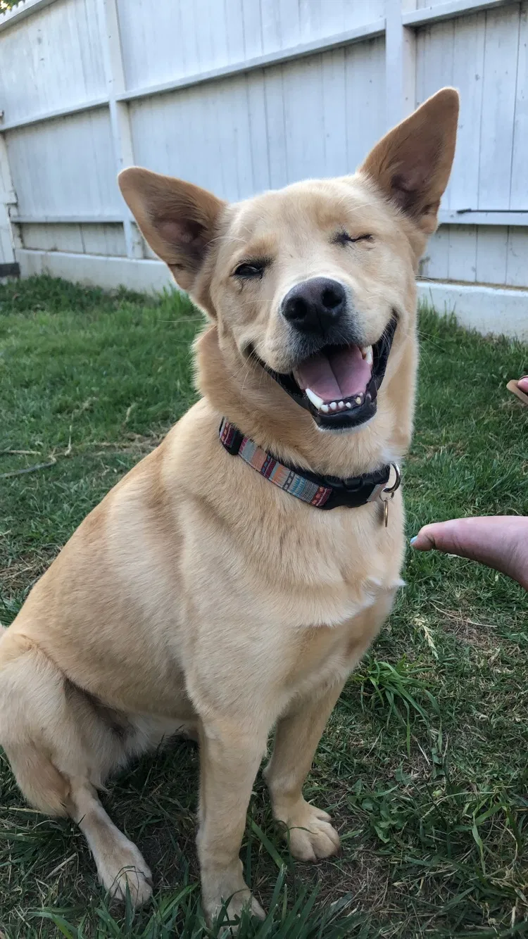 Lost dog in Santa Maria, CA, 93458