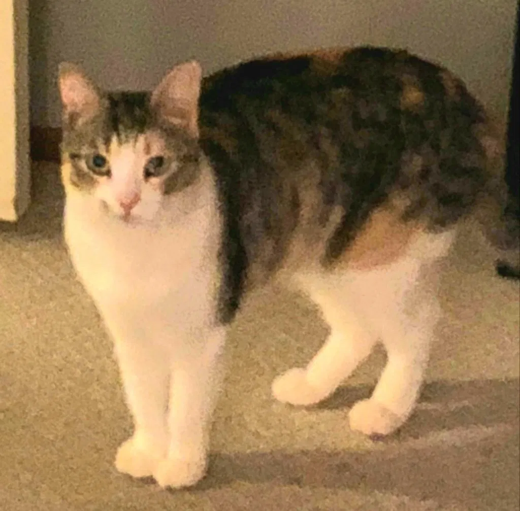 Lost cat in Walnut Creek, CA, 94598