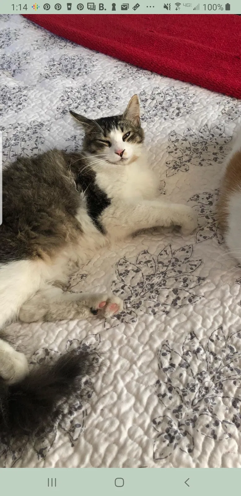 Lost cat in Rosemead, CA, 91770