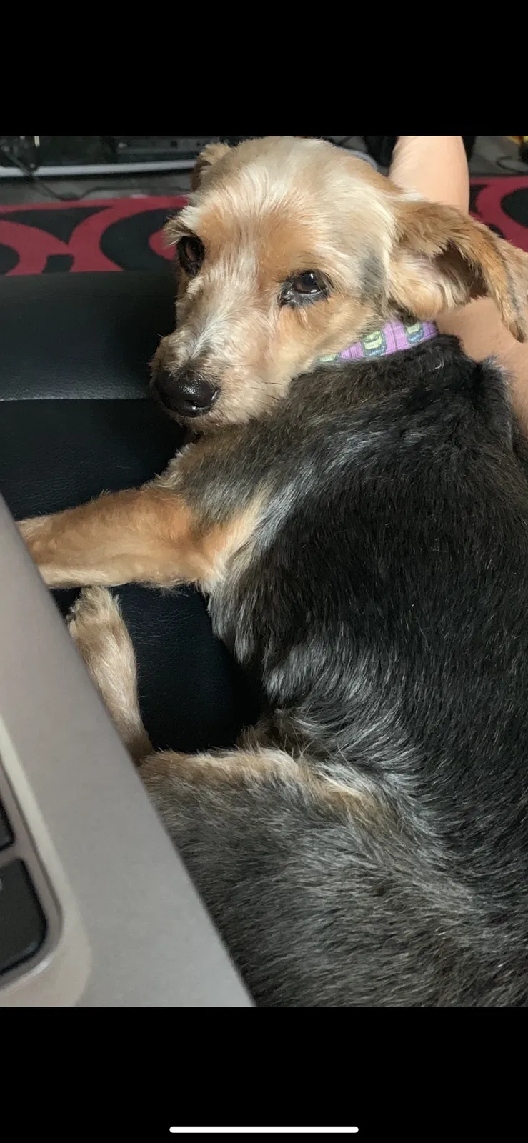 Lost dog in Los Angeles, CA, 90061
